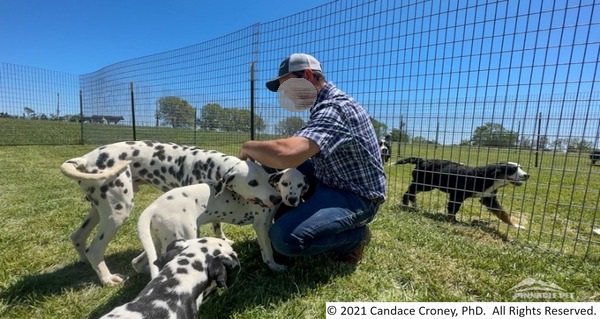 Man in jeans and ball cap squats down to rub 3 dalmatian dogs gathered in front of him in a grassy fenced area.  There is a black and white dog walking in another grassy fenced area behind them. 